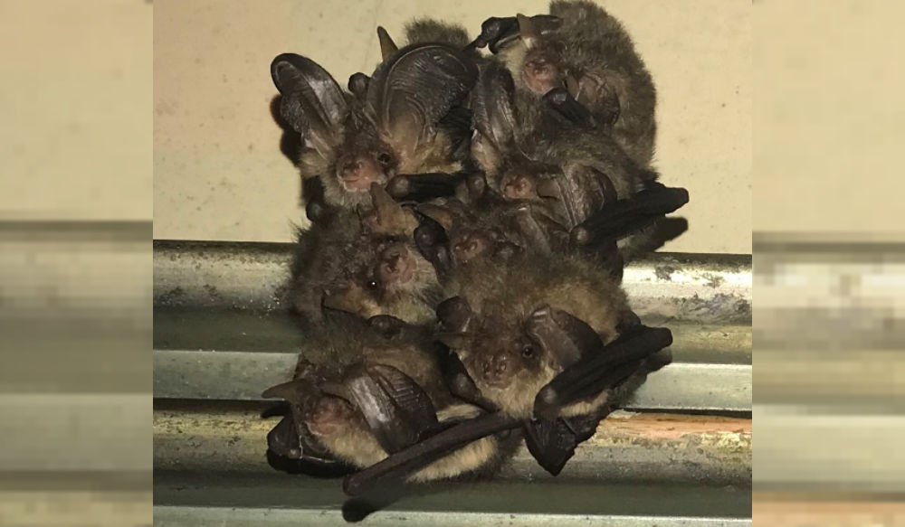 Brown Long Eared Bats