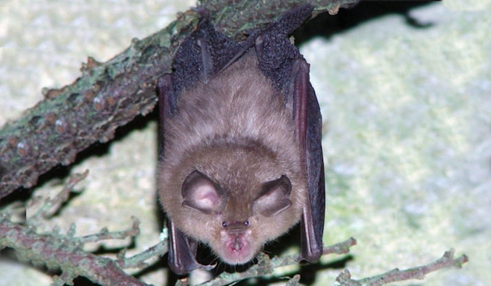 Lesser Horseshoe Bat