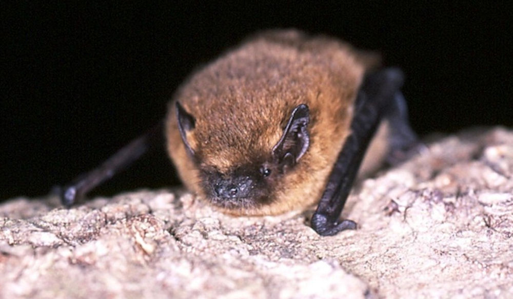 Soprano Pipistrelle Bat