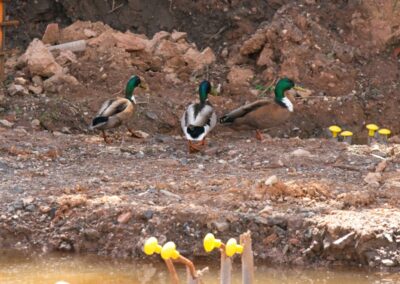 Ducks pay a visit to a building site