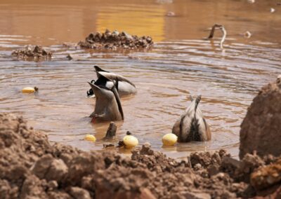 Ducks take advantage of flooded foundation on construction site